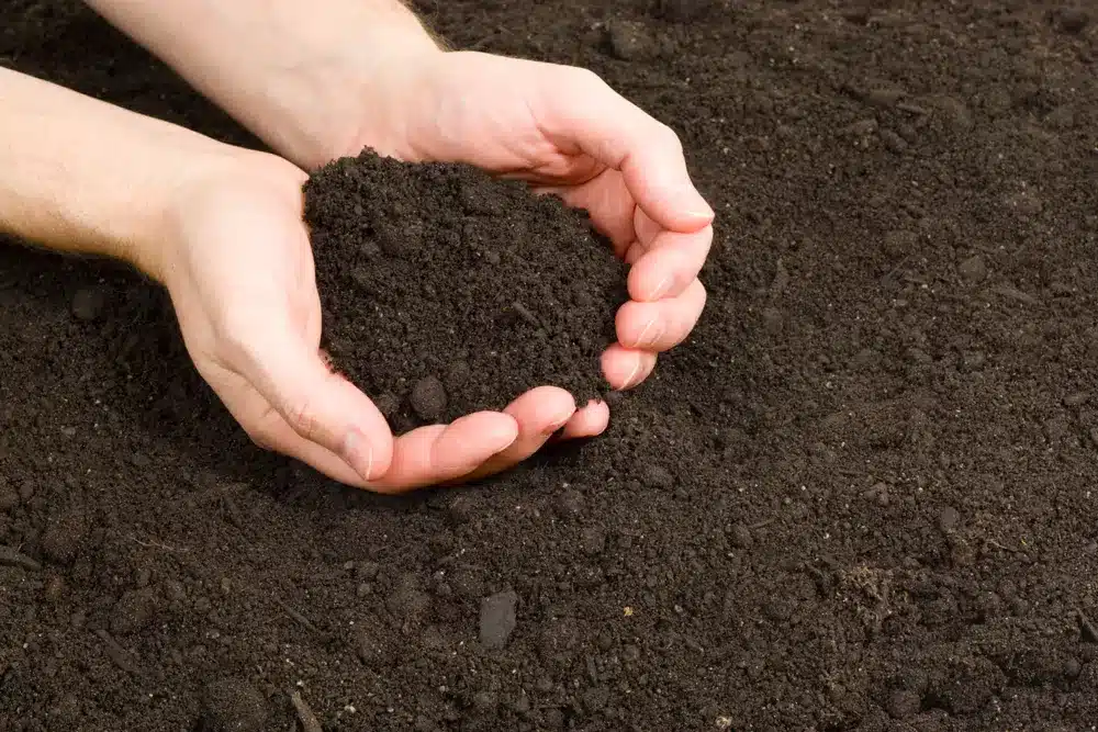 compost