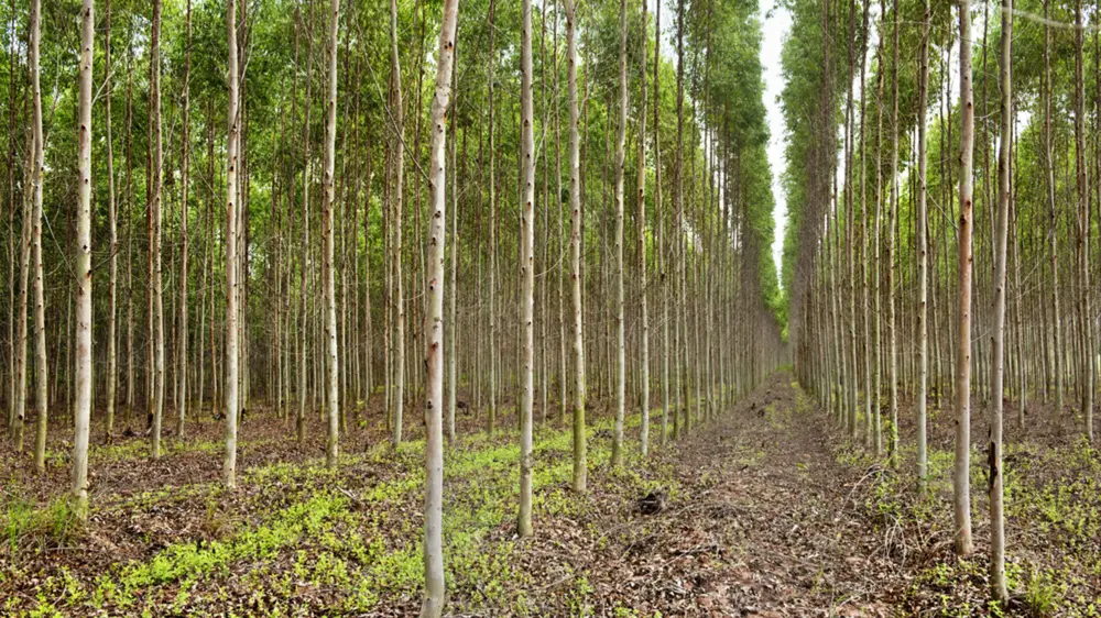 Forest