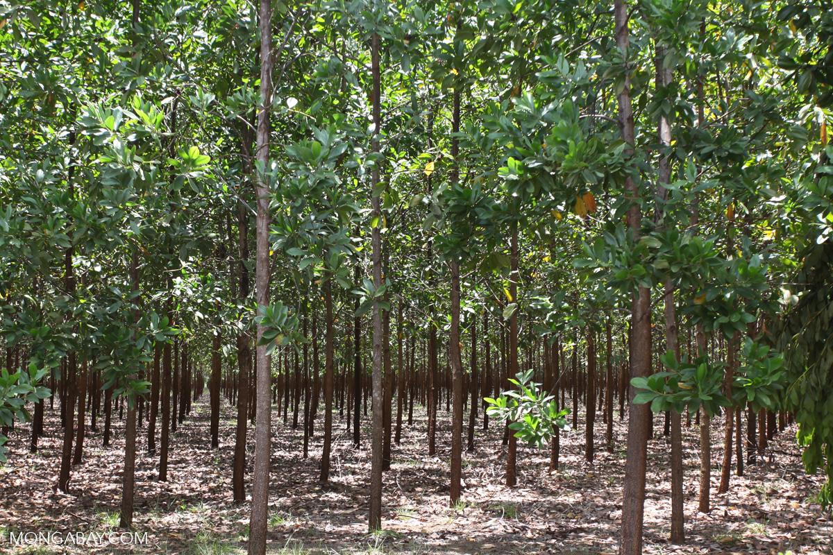 Forest